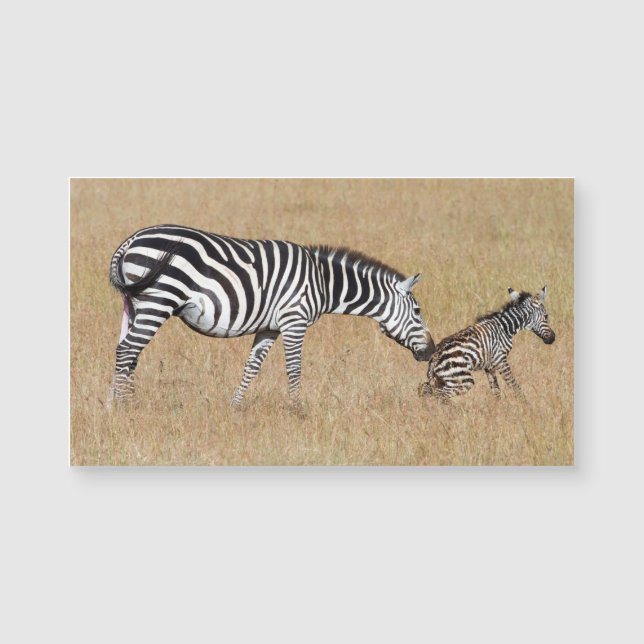 Zebra nach Geburt Magnetkarte (Vorderseite)