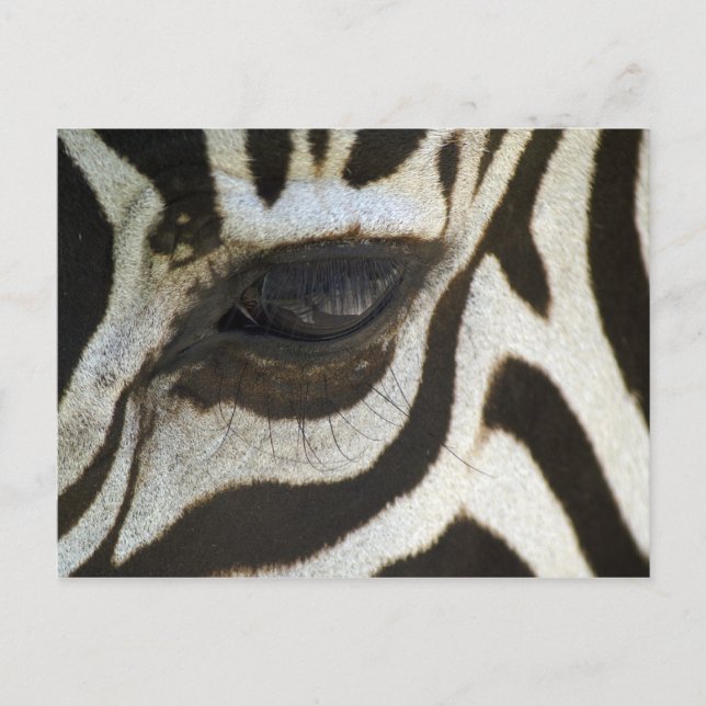 Zebra, Nah auf dem Auge Postkarte (Vorderseite)