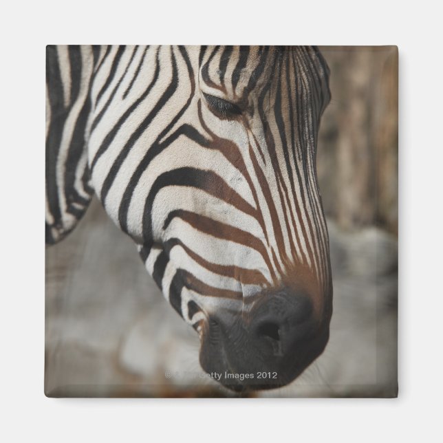Zebra, nah magnet (Vorne)