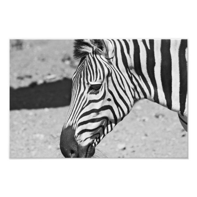 Zebra Nah Up Print Fotodruck (Vorne)