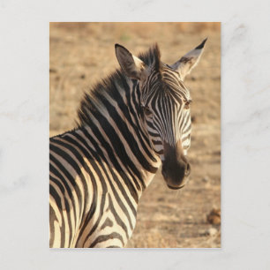 Zebra on the Savannah Postkarte