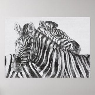Zebra Original Stift Zeichnend Poster