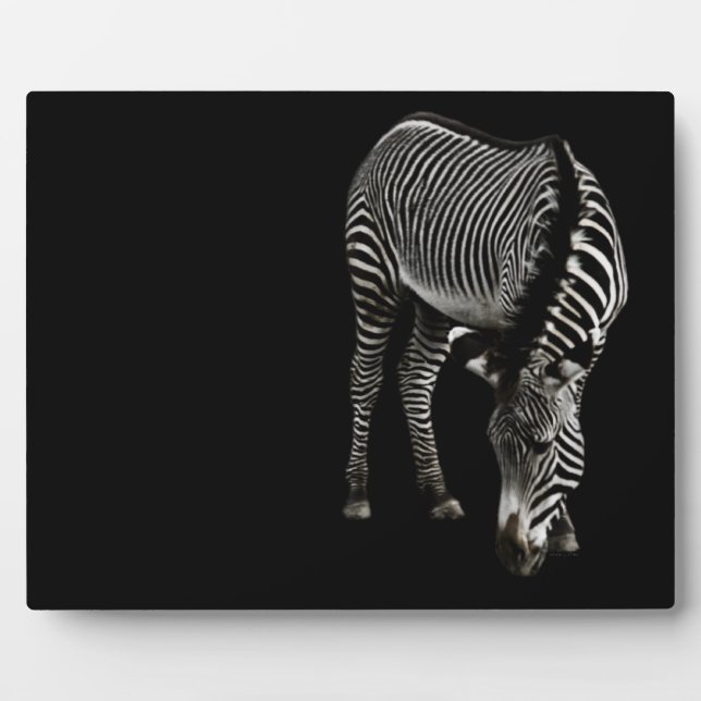 Zebra P4435 Fotoplatte (Vorderseite)
