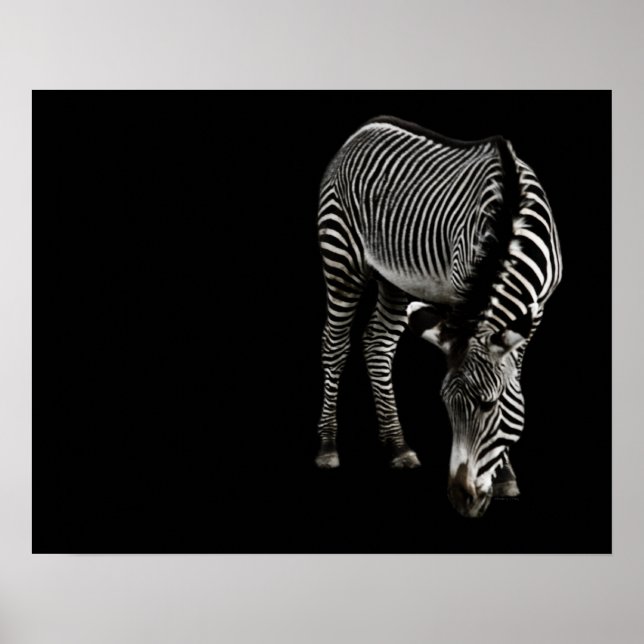Zebra P4435 Print Poster (Vorne)