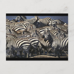 Zebra Pack Postkarte
