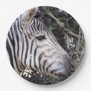 Zebra Pappteller