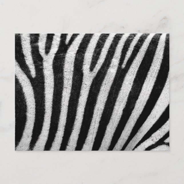 Zebra Pattern Postkarte (Vorderseite)