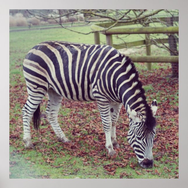 Zebra Photographic Print Poster (Vorne)