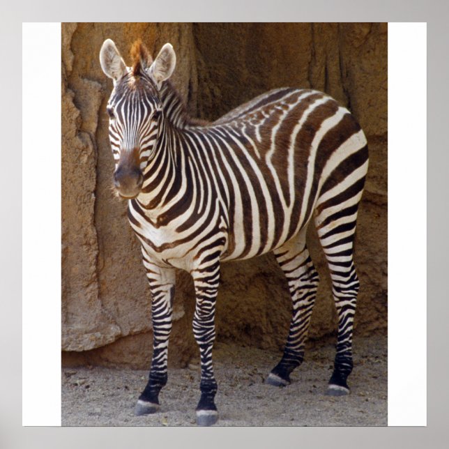 Zebra Picture Poster (Vorne)