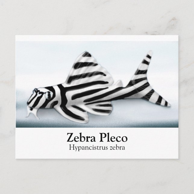 Zebra Pleco Postcard Postkarte (Vorderseite)