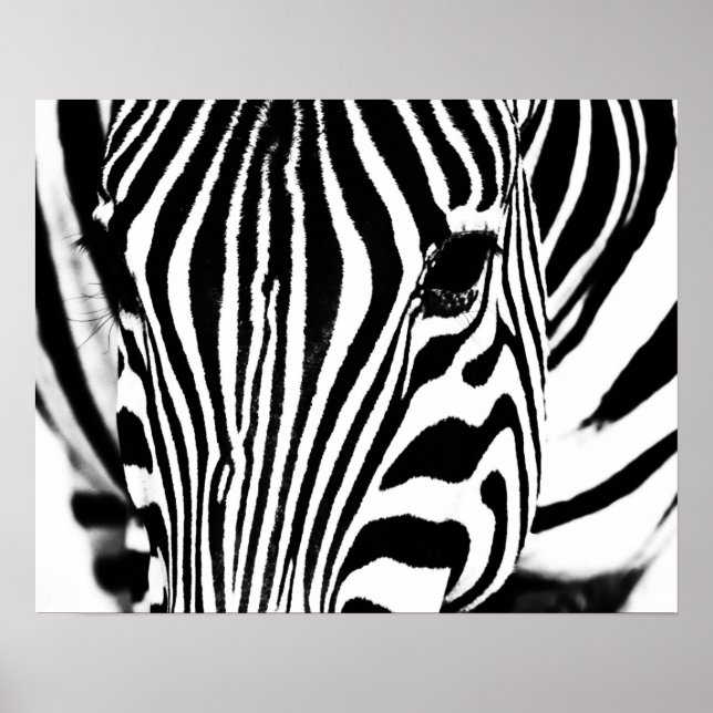 Zebra-Portrait schwarz-weiß Poster (Vorne)
