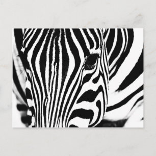 Zebra-Portrait schwarz-weiß Postkarte