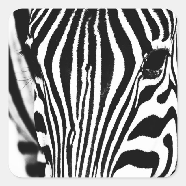 Zebra portrait Schwarzweiß-Foto Quadratischer Aufkleber (Vorderseite)