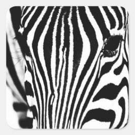 Zebra portrait Schwarzweiß-Foto Quadratischer Aufkleber
