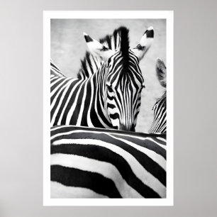 Zebra-Porträt-Wandkunst Grafik Schwarz und Weiß Poster