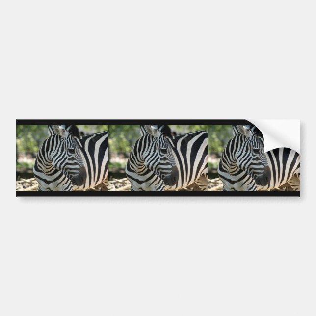 Zebra-Pose-Autoaufkleber Autoaufkleber (Vorne)