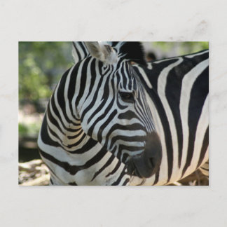 Zebra Pose Postcard Postkarte