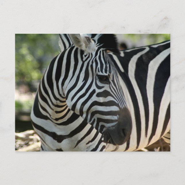 Zebra Pose Postcard Postkarte (Vorderseite)