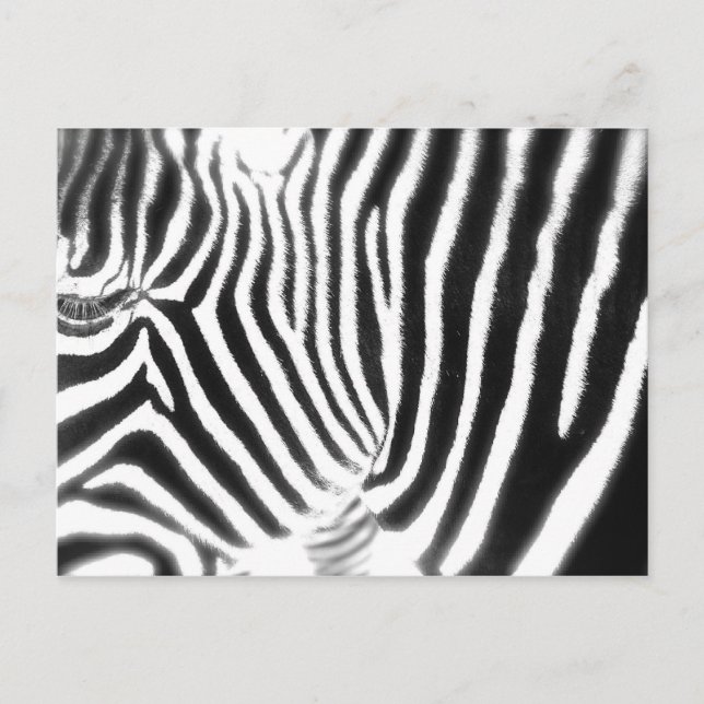 Zebra Postcard Postkarte (Vorderseite)