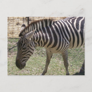 Zebra Postcard Postkarte