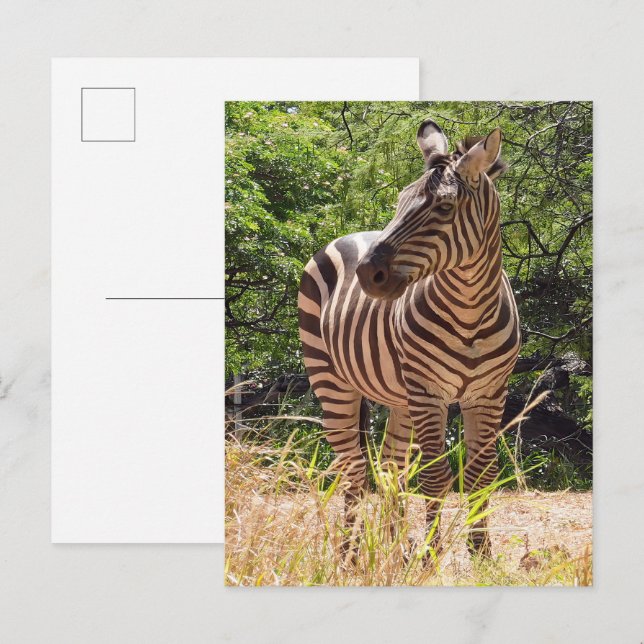 Zebra Postcard Postkarte (Vorne/Hinten)
