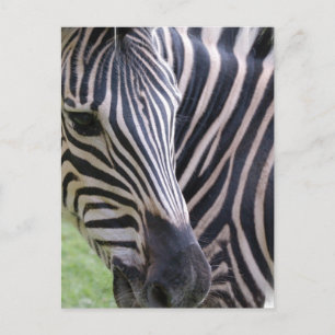 Zebra Postcard Postkarte