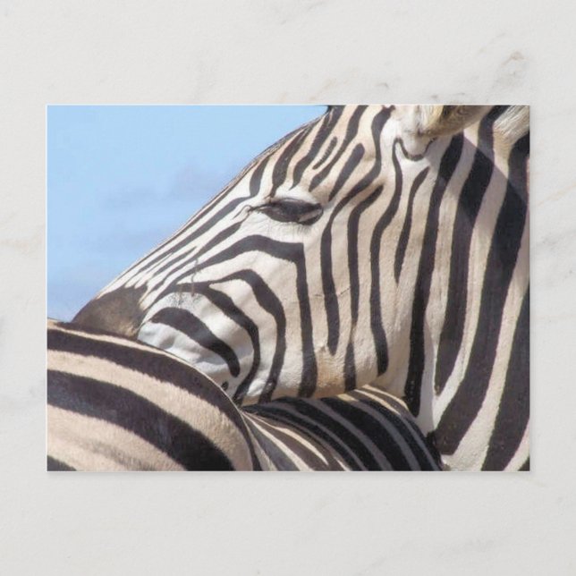 Zebra Postcard Postkarte (Vorderseite)