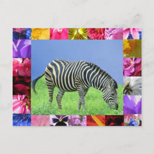 Zebra Postcard Postkarte