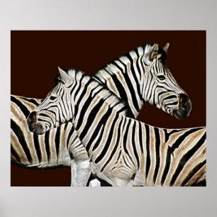 Zebra Poster