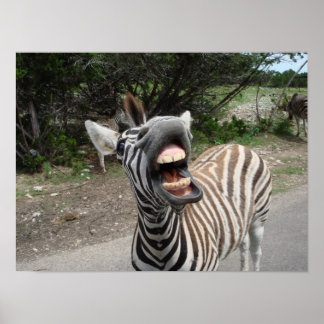 Zebra Poster