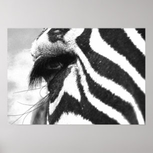 ZEBRA POSTER