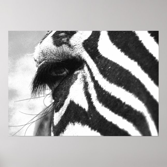 ZEBRA POSTER (Vorne)