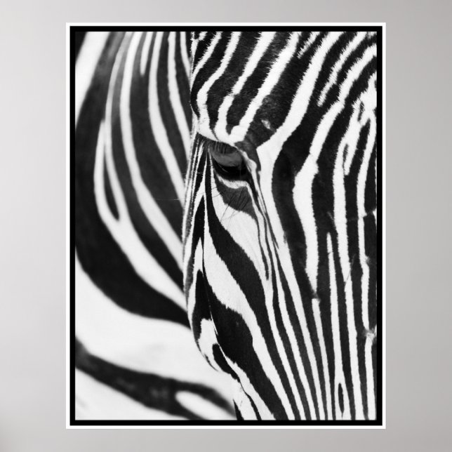 Zebra Poster (Vorne)