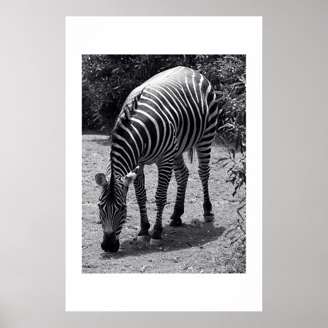 Zebra Poster (Vorne)