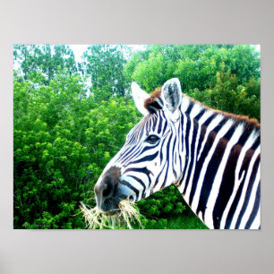 Zebra Poster
