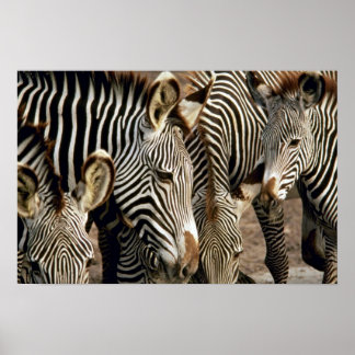 Zebra Poster