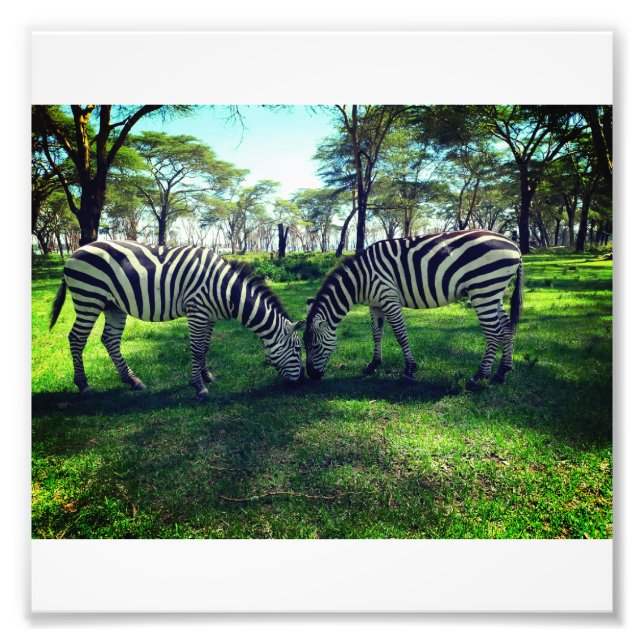 Zebra Poster für Afrika Liebhaber (Vorne)