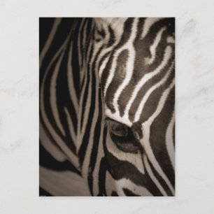 Zebra Postkarte