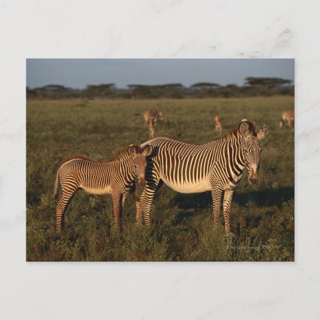 Zebra Postkarte (Vorderseite)