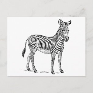 Zebra Postkarte