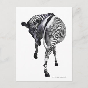 Zebra Postkarte