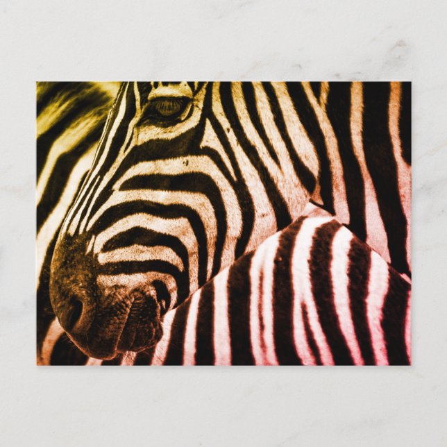 Zebra Postkarte (Vorderseite)