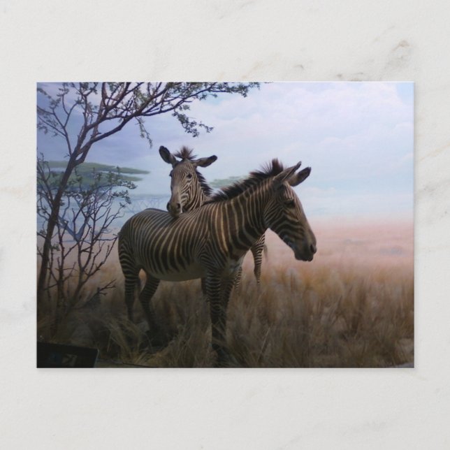 Zebra Postkarte (Vorderseite)