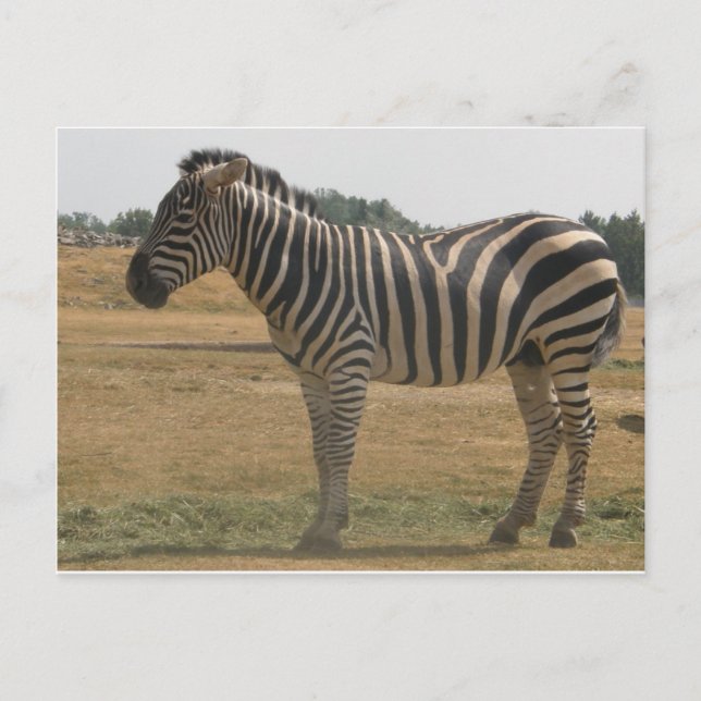Zebra Postkarte (Vorderseite)