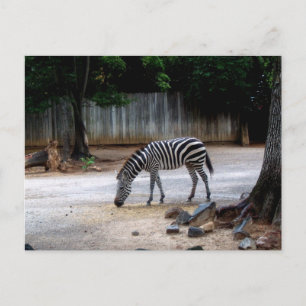 Zebra Postkarte