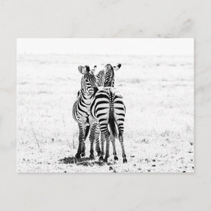 Zebra  postkarte