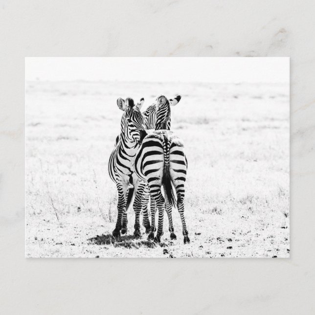 Zebra  postkarte (Vorderseite)