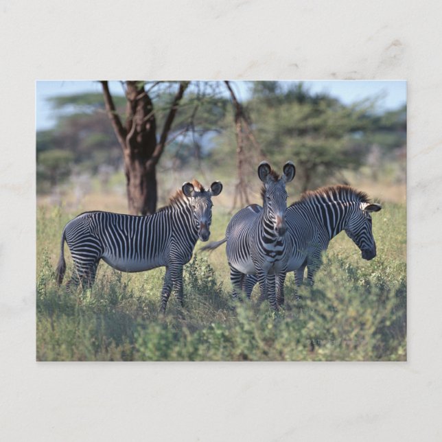 Zebra Postkarte (Vorderseite)