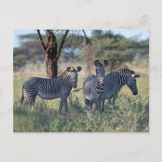 Zebra Postkarte