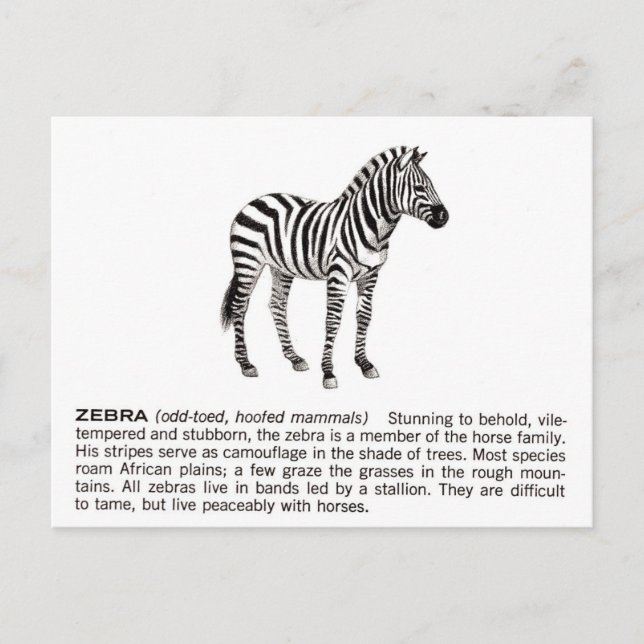 Zebra Postkarte (Vorderseite)
